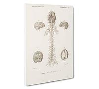 Human Brain Illustration by Charles d' Orbigny Canvas Print | Gallery Wrapped 30mm Frame Wall Art | 30x20 inches | Ready to Hang | Modern Picture | Living Room Bedroom Lounge Office