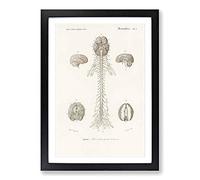 Human Brain Illustration by Charles d' Orbigny Framed Print | A2 Black Framed Wall Art | Ready to Hang | Modern Nature Picture | Living Room Bedroom Lounge Office