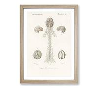 Human Brain Illustration by Charles d' Orbigny Framed Print | A2 Oak Framed Wall Art | Ready to Hang | Modern Nature Picture | Living Room Bedroom Lounge Office