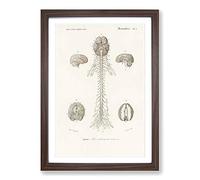 Human Brain Illustration by Charles d' Orbigny Framed Print | A2 Walnut Framed Wall Art | Ready to Hang | Modern Nature Picture | Living Room Bedroom Lounge Office