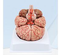 Human Brain Model,1: 1 Life Size 9 Part Brain Human Anatomical Brain Dissection Organ Teaching Model Anatomy For Science Classroom Study Display Teaching Model