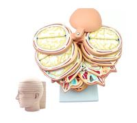 Human Brain Model - 12-Part Detachable Cross-Section with Digital Annotations and Hand-Painted Details - 10MM Thick Horizontal Slices