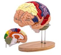 Human Brain Model 2 Times Life Size, Brain Anatomy Model, Includes 4 Pieces Labeled with Figures 9 Colors, for Neuroscience Learning Display Medical Identify Brain Functions