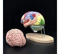 Human Brain Model 2 Times Life Size for Neuroscience Teaching 2Pcs Anatomy Model for Learning Brain Model with Labels Di