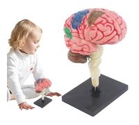 Human Brain Model - 4 Inch Anatomy | PVC Medical Structure With Base - Realistic Brainstem Hippocampus Display For Classroom Teaching Student Study Demonstration Use
