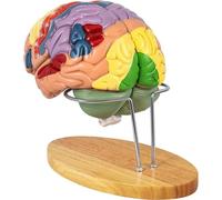 Human Brain Model - 4-Part Anatomical Life Size Teaching Tool for Science Classroom Study and Display