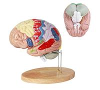 Human Brain Model 4 Parts Human Brain Anatomical Model The 1: 2 Disassembled Human Brain Medical Anatomical Model Cerebr
