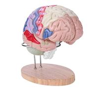 Human Brain Model 4 Parts,Medical Brain Model Color-Coded 1:2 Anatomical Human Regional Brain Model Cerebral Cortex Nerv
