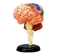 Human Brain Model - 4D Anatomy Disassembled Structural Model for Teaching and Learning, Plastic Human Head Anatomy Tool