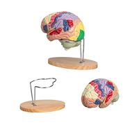 Human Brain Model 8 Components Anatomy Brain Life Size Color-Coded 50 Labels Human Brain Anatomical Model for Teaching S