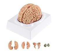 Human Brain Model, 8-Part Life Size Brain Anatomy Model with All Lobes, Cortexes, Cerebellum And Brain Stem, Medical Study Display Teaching Model