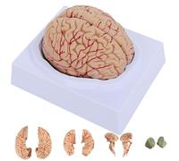 Human Brain Model 8-Part Model of Brain Life Size Brain Anatomy Model w/Display Base for Teaching Neuroscience with Study Display Learning Medical Model