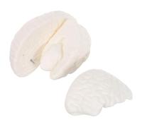 Human Brain Model Anatomical Cross Section Removable Hemispheres Stem | PVC Material with Realistic Texture, Natural Large Size for Biology Classroom and Lab Use, Modular Teaching Tool for Students