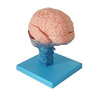 Human Brain Model - Anatomical Disassembled Plastic for Classroom Display and Neurology Study