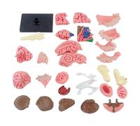 Human Brain Model, Anatomical Model Teaching Med Model with Display Base, Color-Coded Artery Brain, Brain Model for Learning Science Classroom Study Display Medical Model