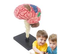 Human Brain Model- Anatomical Teaching modelwith Display Stand, Color-Coded Artery Brain, Educational DIY Anatomy Model| Science Classroom Study Aid, Teaching Tool, School Lab Display