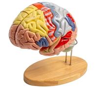 Human Brain Model Anatomy 2 Times Life Size, Includes Color-Coded, for Neuroscience, for Neuroscience Learning Display Medical Identify Brain Functions
