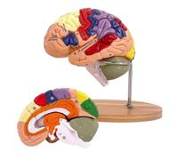Human Brain Model Anatomy, 2X Life Size, 4-Part Detachable Frontal lobe and Brainstem, PVC, Washable, with Color-Coded Sections and Labels, Stand included.