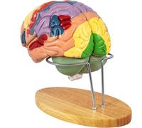 Human Brain Model Anatomy, 2X Life Size Human Brain Anatomical Model for Neuroscience with 4 Color-Coded Detachable Brain Model for Neuroscience Medical Learning