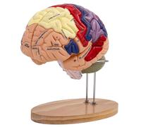 Human Brain Model Anatomy, 2X Life Size Human Brain Anatomical Model for Neuroscience with 4 Color-Coded Detachable Brain Model for Neuroscience Science