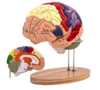 Human Brain Model Anatomy, 2X Life Size Human Brain Anatomical Model for Neuroscience with 4 Color-Coded Detachable Brain Model for Neuroscience Psychology Science Research Medical Learning