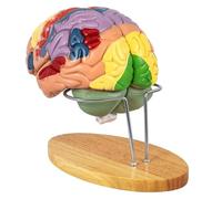 Human Brain Model Anatomy 2X Life Size Human Brain Anatomical Model , Human Brain Model for Psychology Science Research Medical Learning or Classroom Study Display