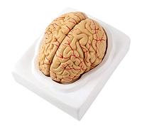 Human Brain Model Anatomy 9-Part Model of Brain Life Size Human Teaching Brain Tool with Base for Learning Training Teaching.