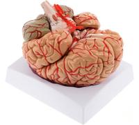Human Brain Model Anatomy, 9-Piece Life Size Model Human Brain Anatomical Model W/Labels