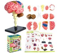 Human Brain Model Anatomy,Human Brain Anatomical Model,Anatomy and Functional Areas of the Brain Game,Detachable Educational Model for Science Research Teaching Learning Study Display