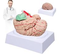 Human Brain Model Anatomy - Life Size Anatomical Brain Model with Arteries Detachable 8 Parts for Science Classroom Medical Neuroscience Teaching Study & Display Base