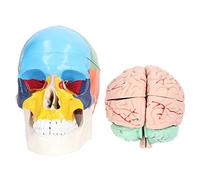 Human Brain Model, Anatomy Model for Neuroscience Study, PVC Skull Mold for Science Education and Home Display