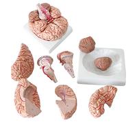 Human Brain Model Cerebrovascular Nerve Brain Anatomy Medical Teaching Model Detachable 9 Parts 1:1 Modelo De Cerebro Hu