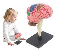 Human Brain Model - Color-Coded Piece, Anatomical Med Teaching, Display Base | DIY Science Classroom Study Identify Functions Artery Anatomy Professional Medical Education Equipment Accessory Kit