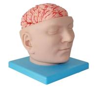 Human Brain Model ，Detachable 9-Part Brain Model With Digital Identification,for Psychology Science Research Medical Learning Or Classroom Study Display