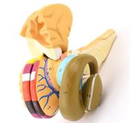 Human Brain Model Disassembled Internal Capsule and Basal Nucleus Nucleus Model AnatomyStructural Statues for School Use, Teaching and Learning