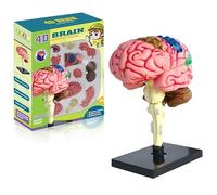 Human Brain Model, Dismountable, 31-Piece Medical Model with Display Base, for Medical Teaching, Education, Display, 11 x 7.5 x 7.5 cm