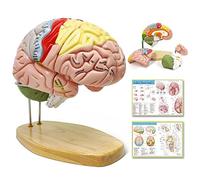 Human Brain Model for Neuroscience Teaching with Labels 1.5 Times Life Size Anatomy Model for Learning Science Classroom Study Display Medical Model,9 Colors to Identify Brain Functions