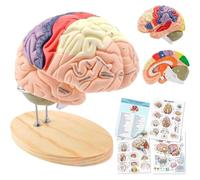 Human Brain Model for Neuroscience Teaching with Labels 2 Times Life Size Anatomy Model and 11 Colors to Identify Brain Functions