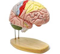 Human Brain Model for Neuroscience Teaching with Labels 2 Times Life Size Anatomy Model for Learning Science Classroom