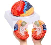 Human Brain Model for Neuroscience Teaching with Labels Life Size Anatomy Model, 2 Parts Detachable, Color-Coded Partitioned for Learning Science Classroom Study Display