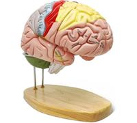 Human Brain Model, Human Half Head Superficial Neurovascular Model, Cross-Section Brain Model, Life Size Cerebral Cortex Nerve Anatomy Model, for Neuroscience Teaching