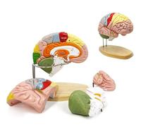 Human Brain Model - Life Size Anatomy Model for Neuroscience Education with Labels of Cerebral Cortex and Nerves