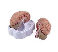 Human Brain Model - Life Size Anatomy Model with Removable Arteries for Science Education and Medical Teaching