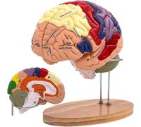 Human Brain Model - Life Size Brain Anatomy Model with 4 Labeled Pieces for Neuroscience Learning and Medical Display