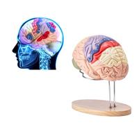 Human Brain Model - Life Size Color-Coded Anatomical Model for Science Classroom Study and Display