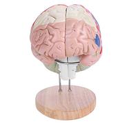 Human Brain Model Medical Brain 4 Parts 1:2 Brain Structural Medical Partitioned Colour Coded PVC Brain Demonstration Mo