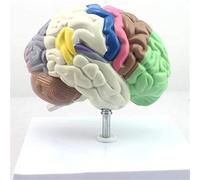 Human Brain Model Partition Function Color Partition Structure Display Human Anatomical Model Life Size for Teaching Medical