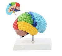 Human Brain Model PVC 19X15x19 Cm Human Body 1: 1 Right Hemisphere Functional Area Human Brain Anatomy Model for Medicin