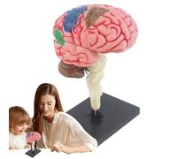 Human Brain Model - PVC, 4.33 Inches, Brains Model, Brain Anatomy | Educational Anatomy Models, Intellectual Development Tool For Students, Teachers, Medical Study, And Home Learning