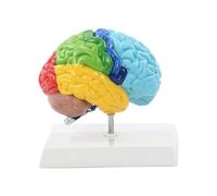 Human Brain Model - Right Hemisphere Function Anatomy, Exploded Skull Cross-Sectional Educational Tool